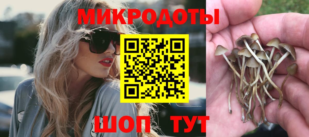 Галлюциногенные грибы Psilocybine cubensis Нижний Новгород
